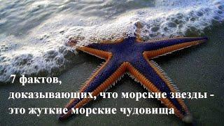 7 фактов доказывающих что морские звезды - это жуткие чудовища