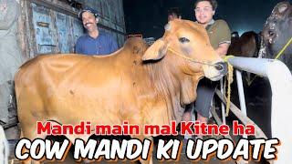 Cow Mandi Lahore ki update  qurbani 2024 I Shahpur kanjra Mandi Lahore