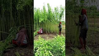 Jute Harvesting Manually #shorts