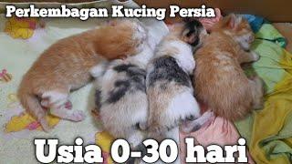 Pertumbuhan anak kucing usia 0-30 hari  perkembagan kucing Persia 0-1 bulan  Mandiri  Timmy