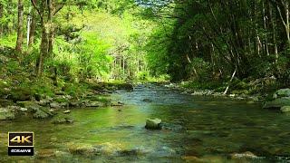 4K Natural environmental sounds ASMR  Sounds of rivers with spring water  Chirping birds