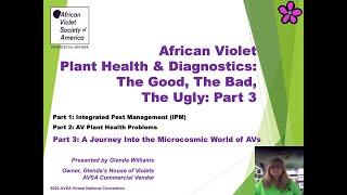 African Violet Plant Health & Diagnostics The Good The Bad The Ugly Part 3 of 3