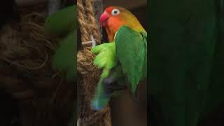 Fischers lovebird