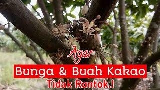 Cara Agar Bunga Dan Buah Kakao Tidak Rontok