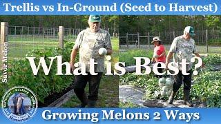 We Grew Melons 2 Ways What Method is Best?