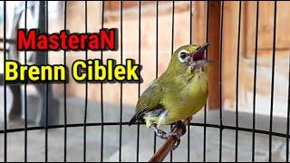 Masteran Pleci Nembak Bren Ciblek