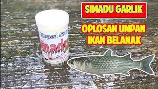 Simadu Garlik - Oplosan Dan Olesan Umpan Ikan Belanak Yang Jitu