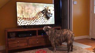 Bulldog Sees Cheetah On TV Calls Sister For Backup