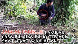 INI YG PALING DI TAKUTI SEMUA JOKI SAAT MIKAT AYAM HUTAN..pikat GRENDEK poin ke #10..