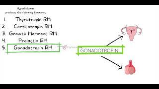 ATI TEAS 7 I COMPLETE REVIEW OF THE ENDOCRINE SYSTEM