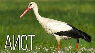 Storks Birds bringing peace and children  Interesting facts about storks