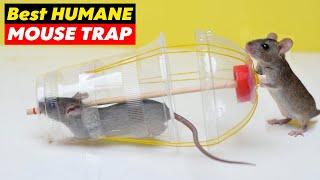 Best Humane Mouse & Rat Trap A Safe and Effective Solution for Rodent Control