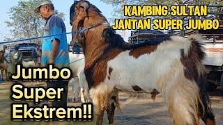 UPDATE INFORMASI HARGA KAMBING‼️HARI INI SELASA 23 JULI 2024 DI PASAR KAMBING WLINGI BLITAR JATIM