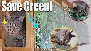 Save green plant wall from the cats