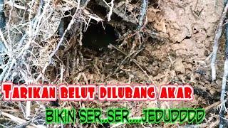 Mancing belut ditengah perkebunan sawiteel fishingmancing belutJawara ngurek