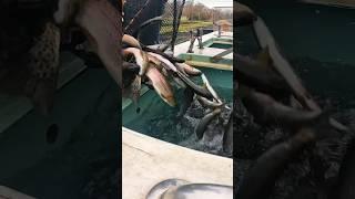 Dumping THOUSANDS of Fish #shorts #fishing