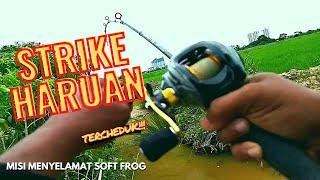 Casting Ikan Haruan Guna Soft Frog Exp di Sawah padi TERCHEDUK