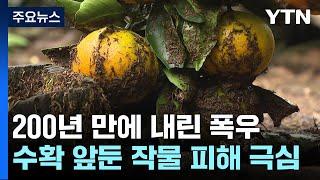 잠기고 쓰러지고...제주 기록적 폭우에 피해 속출  YTN