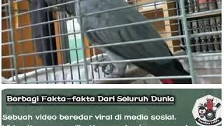 BURUNG NURI YANG SEDANG BERZIKIR  SUBHANALLAH