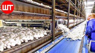 How Mushrooms are Grown & Processed  Modern Mushrooms Farming Technology  Food Factory