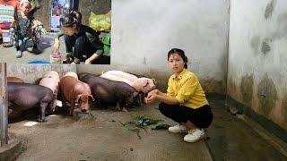 find food for pigs-consume pork make food from pork-Ly Huong-Daily life