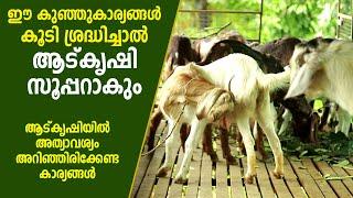 ആട് കൃഷിയില്‍ അത്യാവശ്യം ശ്രദ്ധിക്കേണ്ട കാര്യങ്ങള്‍ I Kerala Goat Farming