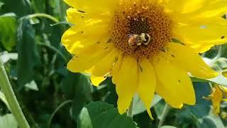 Lack Of Bees In Wyoming From Climate Engineering Programs 2018