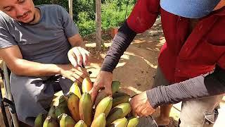 Peru fazendo roda + Macacheira Cenoura + Banana Roxa