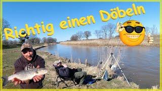 Döbel angeln am Fluss ganz einfach und erfolgreich