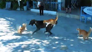 dog and cat fight video