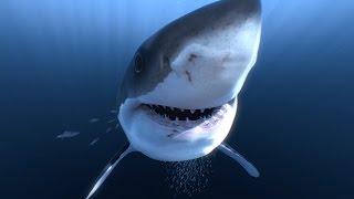 Great White Sharks 360 Video 4K - Close encounter on Amazing Virtual Dive