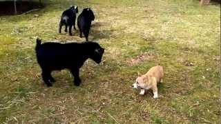 Corgi Herding Goats