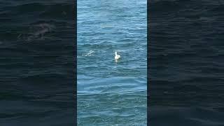 Cutest Little Baby Pelicans Dive For Fish At The Jackson Lake Dam Wall While Proud Momma Watches