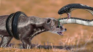 Cobra Uses Skillful Hunting Skills Along With Extremely Dangerous Venom To Destroy Mongoose