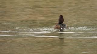 Ferruginous Duck South Kirkby.