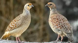 Grey Francolin Pair Sound  Grey Partridge Male Female ki Awaz  Teetar ki Awaz boli calling