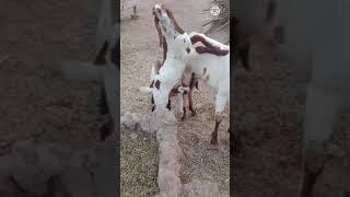 Goat attack on its own babyvillage beauty