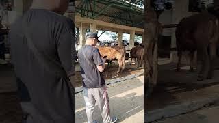 SAPI BABON‼️ #dunialembu #pasarsapi #sapijumbo #hargasapi #gunungkidul