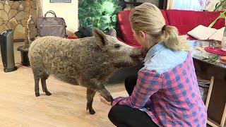 Её вес – 70 кило В доме у белорусов живёт свинья мясной породы