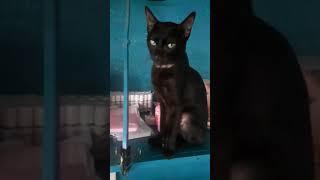 rarest cat on earth  black panther  wakanda forever