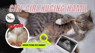 CIRI CIRI KUCING HAMIL & USIA KEHAMILANNYA