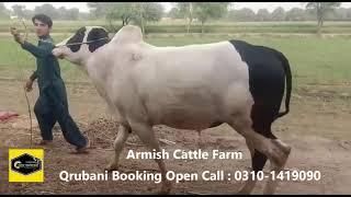 Qurbani Booking Open 2021  Armish Cattle Farm Full Collection 2021  Palai  Available.