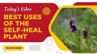 Amazing Medicinal Benefits of Self-heal plant