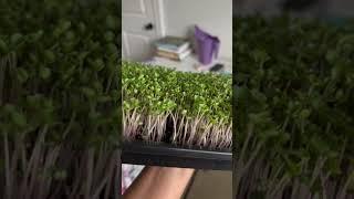 My first try at microgreens. Love the process  Full video coming soon. 