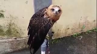 Indiana Black Eagle  IBE training by jackal falconry