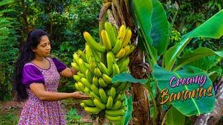 Creamy Bananas for Honey banana pudding Chocolate banana chips & Yoghurt lassi  Traditional Me