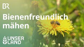 Wiesen mähen Eine Gefahr für Bienen  Unser Land  BR Fernsehen