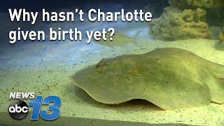 Why hasnt Charlotte the stingray had her babies?