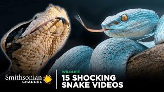 15 Shocking Snake Videos  Smithsonian Channel