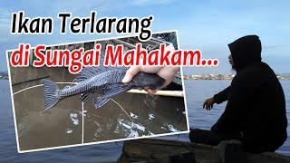 Go Hancau Ep. 59 Ikan Terlarang ini juga banyak di Sungai Mahakam...